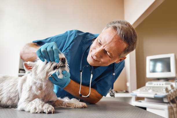 Best Emergency Broken Tooth Repair in Elk Plain, WA